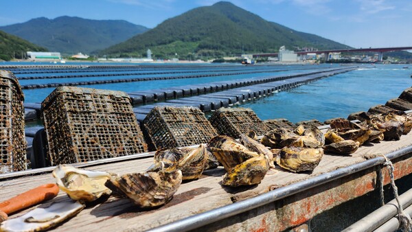 거제에서 개체굴 양식으로 생산한 굴. /이원재 기자