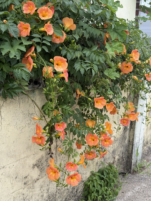 만물이 바닥으로 향하는 이 여름에 기어코 볕에 맞서 고개를 드는 것은 오롯이 능소화 뿐이다. /김윤지