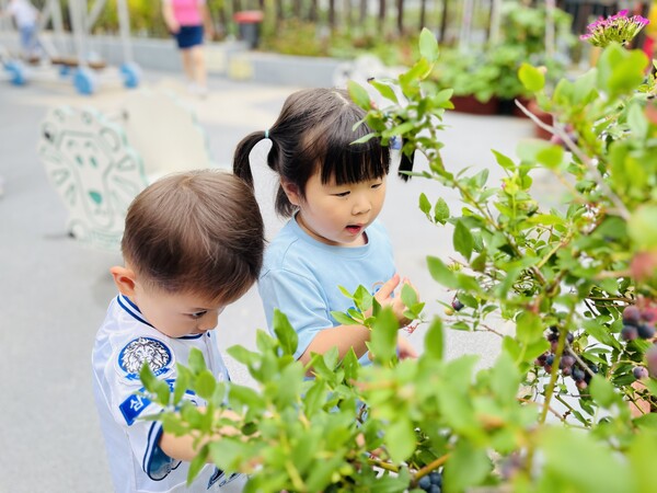 나무에 열린 열매를 신기한 듯 바라보는 아이들. /박영희