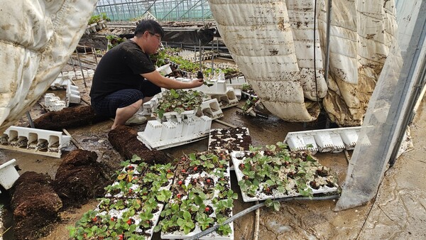 극한 폭우로 황강 둑이 붕괴하면서 지난 19일 합천군 율곡면 내천마을이 침수됐다. 이곳 들판에서 딸기 농사를 짓은 청년농부 이경식 씨가 물이 빠진 하우스를 살펴보고 있다. /유은상 기자