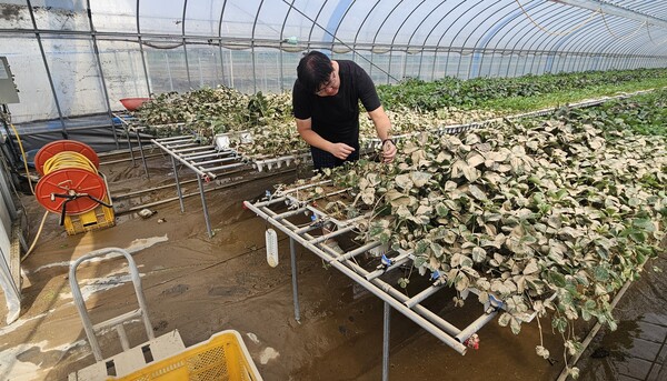 극한 폭우로 황강 둑이 붕괴하면서 지난 19일 합천군 율곡면 내천마을이 침수됐다. 이곳 들판에서 딸기 농사를 짓은 청년농부 이경식 씨가 물이 빠진 하우스를 살펴보고 있다. /유은상 기자