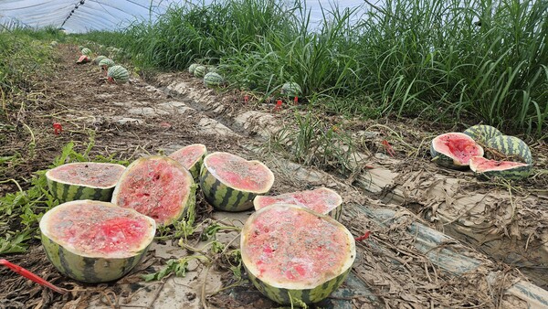 19일 내린 극한 폭우로 함안군 대산면 구혜마을 들판 하우스가 침수됐다. 21일 하우스에 물이 빠졌지만 출하를 앞둔 수박들은 그대로 썩어가고 있다.   /유은상 기자
