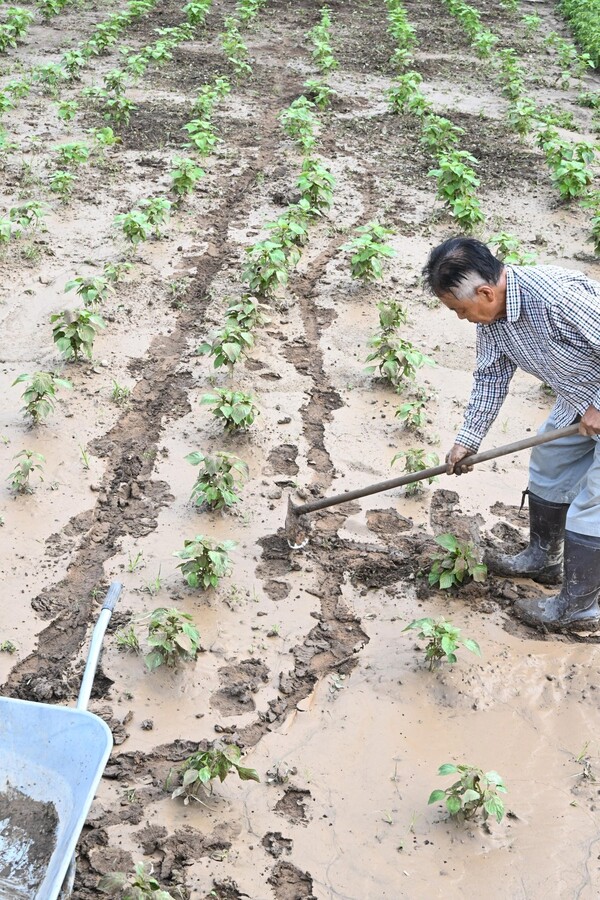 한 주민이 22일 산청군 생비량면 도전리 장란교 인근 밭에서 물에 잠겨 누런 황토흙이 붙어 있는 채소를 살리기 위해 작업하고 있다./김구연 기자
