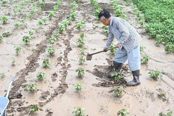 한 주민이 22일 산청군 생비량면 도전리 장란교 인근 밭에서 물에 잠겨 누런 황토흙이 붙어 있는 채소를 살리기 위해 작업하고 있다./김구연 기자
