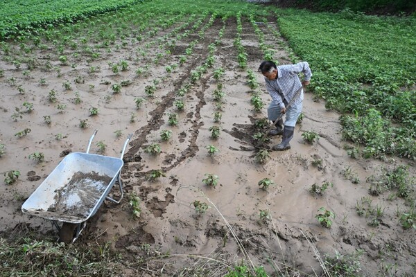 한 주민이 22일 산청군 생비량면 도전리 장란교 인근 밭에서 물에 잠겨 누런 황토흙이 붙어 있는 채소를 살리기 위해 작업하고 있다./김구연 기자