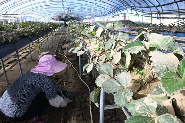 산청군 신안면 신기리 딸기 주산지에서 29일 농민들이 따가운 햇살 아래 복구 작업하고 있다. 딸기는 흙탕물이 뭍어 누렇게 변해 있다./김구연 기자