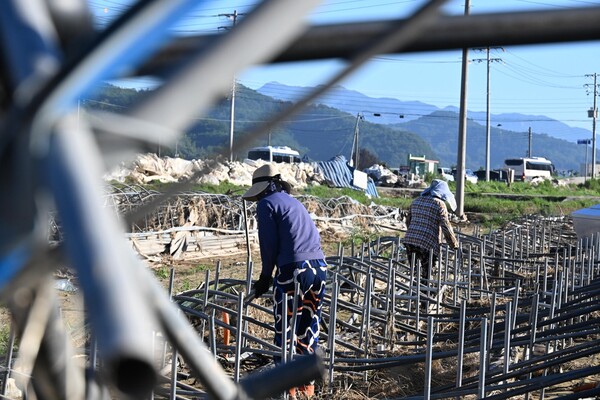 산청군 신안면 신기리 딸기 주산지에서 29일 농민들이 따가운 햇살 아래 복구 작업하고 있다./김구연 기자