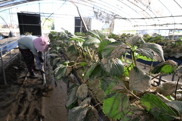 산청군 신안면 신기리 딸기 주산지에서 29일 농민들이 따가운 햇살 아래 복구 작업하고 있다. 딸기는 흙탕물이 뭍어 누렇게 변해 있다./김구연 기자