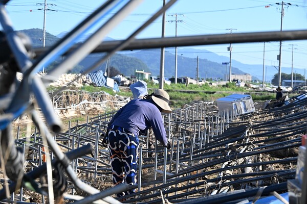 산청군 신안면 신기리 딸기 주산지에서 29일 농민들이 따가운 햇살 아래 복구 작업하고 있다./김구연 기자
