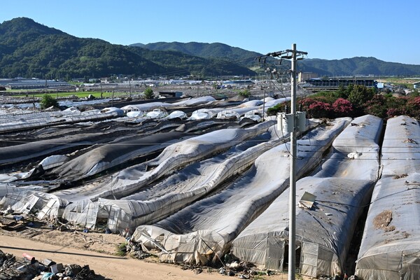 산청군 신안면 신기리 딸기 주산지 29일 홍수 피해 현장 모습. 비닐하우스 대부분이 물에 잠겨 넘어져 있다./김구연 기자