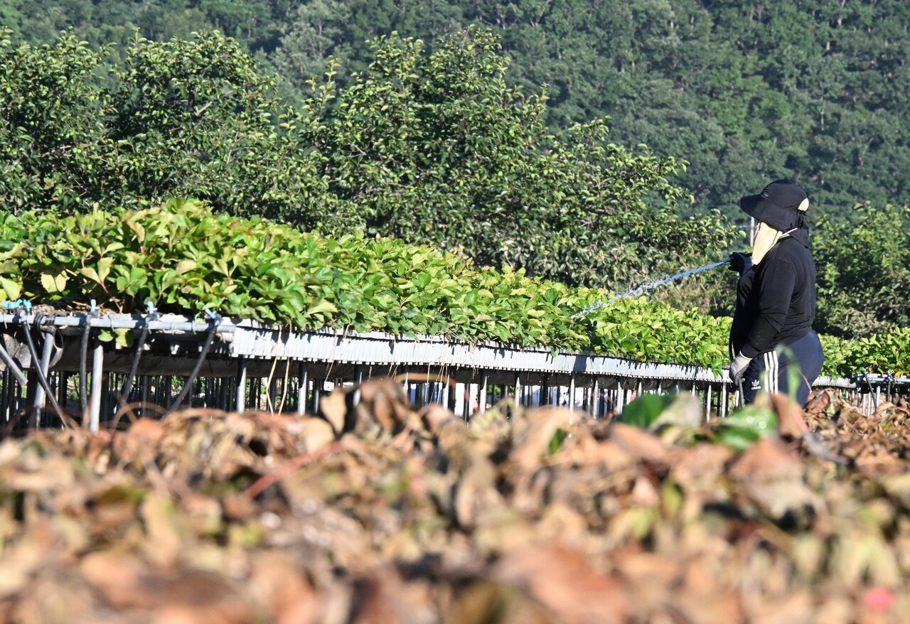 산청군 딸기 모종