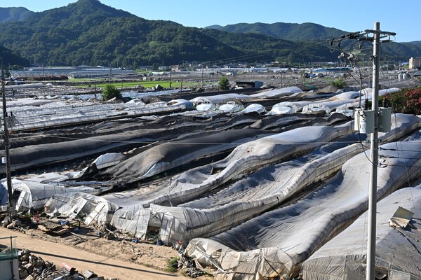 산청군 신안면 신기리 딸기 주산지 29일 홍수 피해 현장 모습. 비닐하우스 대부분이 물에 잠겨 넘어져 있다./김구연 기자