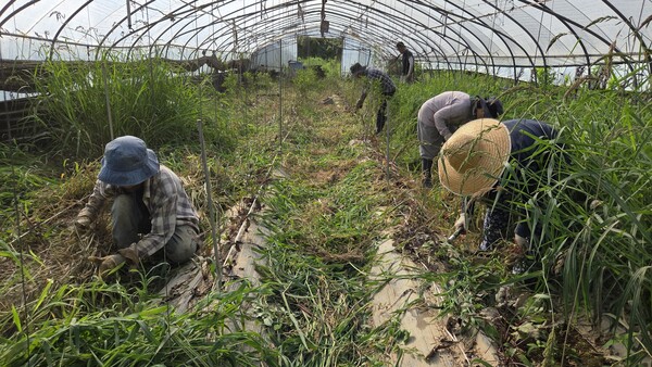 8일 산청군 신안면 하정마을 한 메론 하우스에서 지역공동체 관계자, 개인 자원봉사자들이 수해 복구 작업을 하고 있다. /안지산 기자