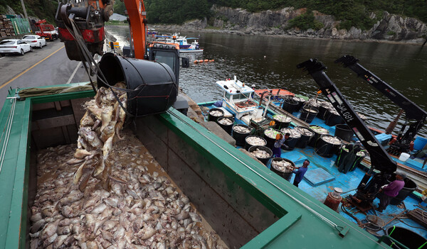 연일 적조가 이어지는 1일 오후 남해군 미조면 한 항구에서 집단 폐사한 참돔의 수거 작업이 진행되고 있다.  /연합뉴스