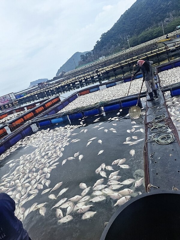 남해군의 한 양식장에서 적조로 양식 어류가 폐사한 모습 /남해군