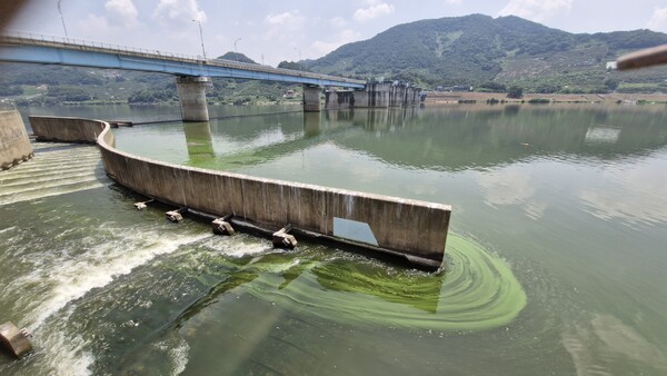 7일 낙동강 창녕함안보 구간에 녹조 현상이 뚜렷하다. /마산창원진해환경운동연합
