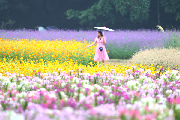 ▲ 가을비가 내린 7일 함양군 상림경관단지에서 꽃구경을 나온 관광객이 우산을 받쳐 들고 만개한 가을꽃을 구경하며 즐거운 시간을 보내고 있다.  /함양군