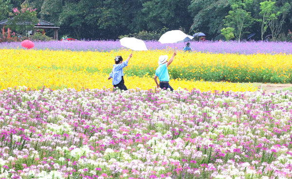▲ 가을비가 내린 7일 함양군 상림경관단지에서 꽃구경을 나온 관광객이 우산을 받쳐 들고 만개한 가을꽃을 구경하며 즐거운 시간을 보내고 있다. /함양군