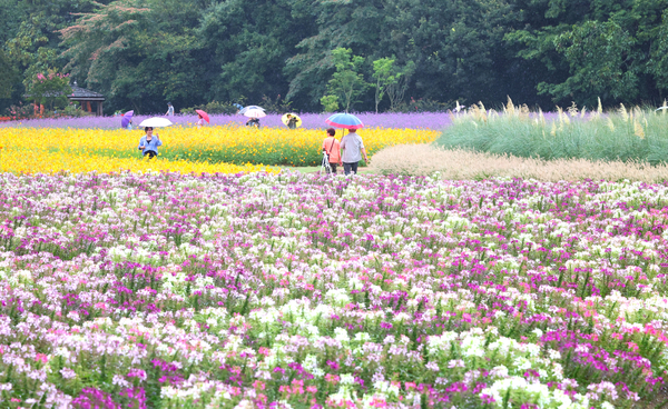 ▲ 가을비가 내린 7일 함양군 상림경관단지에서 꽃구경을 나온 관광객이 우산을 받쳐 들고 만개한 가을꽃을 구경하며 즐거운 시간을 보내고 있다. /함양군