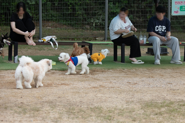 27일 오후 창원시립상복공원에 있는 창원반려동물문화센터 펫 빌리지 놀이터에 수십마리 강아지와 반려인들이 와서 즐거운 시간을 함께 보내고 있다. 이곳에는 중·소형견과 대형견 놀이터가 분리돼 있으며 따로 어질리티 존(놀이·교육 공간)도 갖춰져 있다. 또한 놀이터 뒤 야산에는 반려동물 산책로도 갖춰져 있어 반려인들에게 인기가 높다. 평일 저녁에도 수십마리 씩 이곳에 와서 시간을 보내고 있다. /정성인 기자