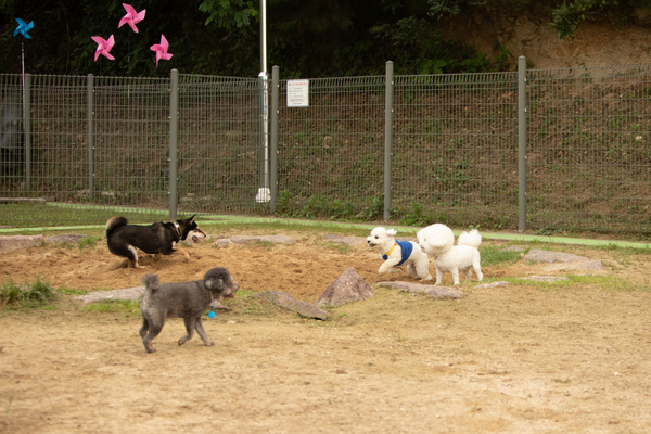 27일 오후 창원시립상복공원에 있는 창원반려동물문화센터 펫 빌리지 놀이터에 수십마리 강아지와 반려인들이 와서 즐거운 시간을 함께 보내고 있다. 이곳에는 중·소형견과 대형견 놀이터가 분리돼 있으며 따로 어질리티 존(놀이·교육 공간)도 갖춰져 있다. 또한 놀이터 뒤 야산에는 반려동물 산책로도 갖춰져 있어 반려인들에게 인기가 높다. 평일 저녁에도 수십마리 씩 이곳에 와서 시간을 보내고 있다. /정성인 기자