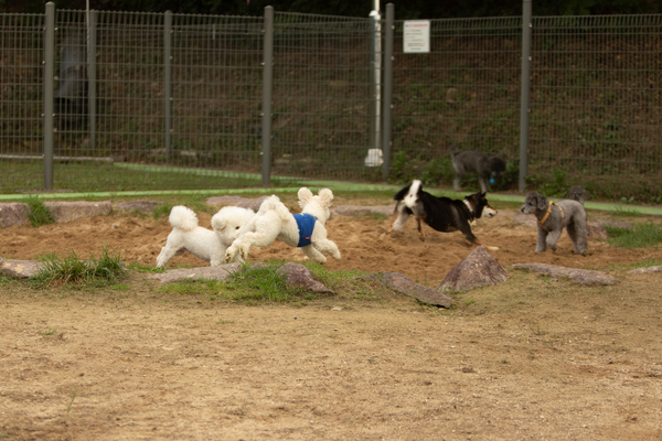 27일 오후 창원시립상복공원에 있는 창원반려동물문화센터 펫 빌리지 놀이터에 수십마리 강아지와 반려인들이 와서 즐거운 시간을 함께 보내고 있다. 이곳에는 중·소형견과 대형견 놀이터가 분리돼 있으며 따로 어질리티 존(놀이·교육 공간)도 갖춰져 있다. 또한 놀이터 뒤 야산에는 반려동물 산책로도 갖춰져 있어 반려인들에게 인기가 높다. 평일 저녁에도 수십마리 씩 이곳에 와서 시간을 보내고 있다. /정성인 기자