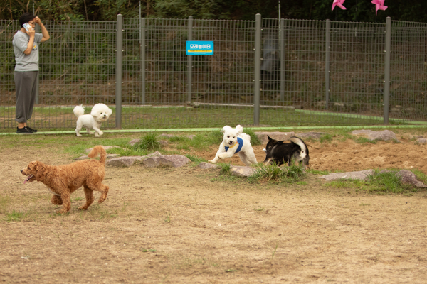 27일 오후 창원시립상복공원에 있는 창원반려동물문화센터 펫 빌리지 놀이터에 수십마리 강아지와 반려인들이 와서 즐거운 시간을 함께 보내고 있다. 이곳에는 중·소형견과 대형견 놀이터가 분리돼 있으며 따로 어질리티 존(놀이·교육 공간)도 갖춰져 있다. 또한 놀이터 뒤 야산에는 반려동물 산책로도 갖춰져 있어 반려인들에게 인기가 높다. 평일 저녁에도 수십마리 씩 이곳에 와서 시간을 보내고 있다. /정성인 기자