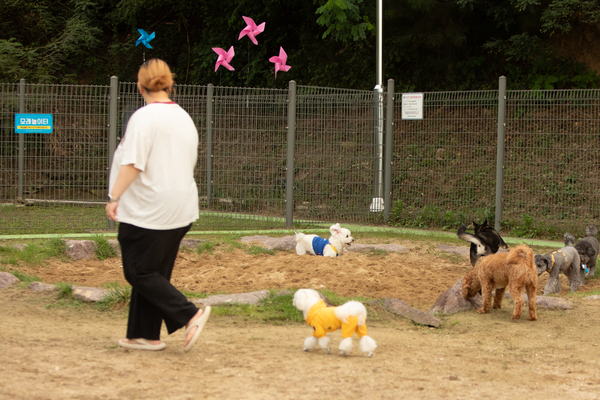 27일 오후 창원시립상복공원에 있는 창원반려동물문화센터 펫 빌리지 놀이터에 수십마리 강아지와 반려인들이 와서 즐거운 시간을 함께 보내고 있다. 이곳에는 중·소형견과 대형견 놀이터가 분리돼 있으며 따로 어질리티 존(놀이·교육 공간)도 갖춰져 있다. 또한 놀이터 뒤 야산에는 반려동물 산책로도 갖춰져 있어 반려인들에게 인기가 높다. 평일 저녁에도 수십마리 씩 이곳에 와서 시간을 보내고 있다. /정성인 기자