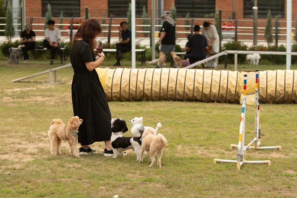 27일 오후 창원시립상복공원에 있는 창원반려동물문화센터 펫 빌리지 놀이터에 수십마리 강아지와 반려인들이 와서 즐거운 시간을 함께 보내고 있다. 이곳에는 중·소형견과 대형견 놀이터가 분리돼 있으며 따로 어질리티 존(놀이·교육 공간)도 갖춰져 있다. 또한 놀이터 뒤 야산에는 반려동물 산책로도 갖춰져 있어 반려인들에게 인기가 높다. 평일 저녁에도 수십마리 씩 이곳에 와서 시간을 보내고 있다. /정성인 기자