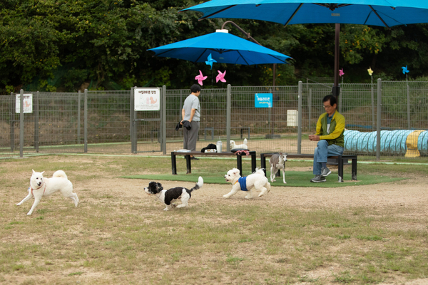 27일 오후 창원시립상복공원에 있는 창원반려동물문화센터 펫 빌리지 놀이터에 수십마리 강아지와 반려인들이 와서 즐거운 시간을 함께 보내고 있다. 이곳에는 중·소형견과 대형견 놀이터가 분리돼 있으며 따로 어질리티 존(놀이·교육 공간)도 갖춰져 있다. 또한 놀이터 뒤 야산에는 반려동물 산책로도 갖춰져 있어 반려인들에게 인기가 높다. 평일 저녁에도 수십마리 씩 이곳에 와서 시간을 보내고 있다. /정성인 기자