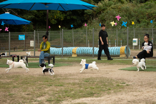 27일 오후 창원시립상복공원에 있는 창원반려동물문화센터 펫 빌리지 놀이터에 수십마리 강아지와 반려인들이 와서 즐거운 시간을 함께 보내고 있다. 이곳에는 중·소형견과 대형견 놀이터가 분리돼 있으며 따로 어질리티 존(놀이·교육 공간)도 갖춰져 있다. 또한 놀이터 뒤 야산에는 반려동물 산책로도 갖춰져 있어 반려인들에게 인기가 높다. 평일 저녁에도 수십마리 씩 이곳에 와서 시간을 보내고 있다. /정성인 기자