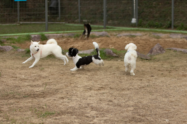 27일 오후 창원시립상복공원에 있는 창원반려동물문화센터 펫 빌리지 놀이터에 수십마리 강아지와 반려인들이 와서 즐거운 시간을 함께 보내고 있다. 이곳에는 중·소형견과 대형견 놀이터가 분리돼 있으며 따로 어질리티 존(놀이·교육 공간)도 갖춰져 있다. 또한 놀이터 뒤 야산에는 반려동물 산책로도 갖춰져 있어 반려인들에게 인기가 높다. 평일 저녁에도 수십마리 씩 이곳에 와서 시간을 보내고 있다. /정성인 기자