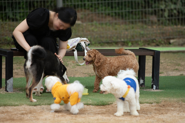 27일 오후 창원시립상복공원에 있는 창원반려동물문화센터 펫 빌리지 놀이터에 수십마리 강아지와 반려인들이 와서 즐거운 시간을 함께 보내고 있다. 이곳에는 중·소형견과 대형견 놀이터가 분리돼 있으며 따로 어질리티 존(놀이·교육 공간)도 갖춰져 있다. 또한 놀이터 뒤 야산에는 반려동물 산책로도 갖춰져 있어 반려인들에게 인기가 높다. 평일 저녁에도 수십마리 씩 이곳에 와서 시간을 보내고 있다. /정성인 기자