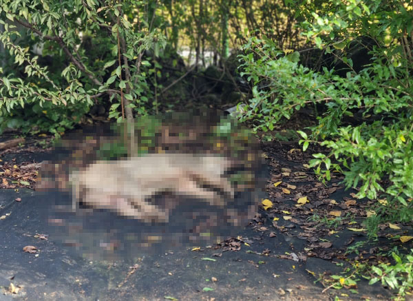 추석 연휴 마지막 날인 9일 함안지역 주택가에 야생 멧돼지가 출몰했다. 멧돼지가 죽은 채로 밭에 쓰러져 있다. /경남소방본부