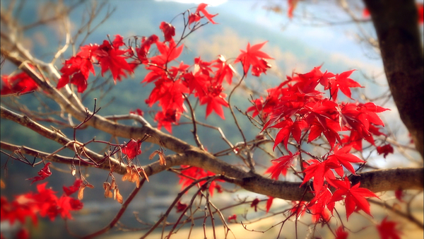 해인사의 단풍. /한국교육방송공사(EBS)