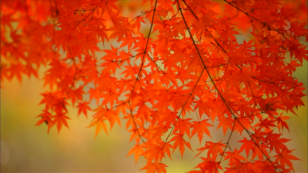 단풍 나무. /한국교육방송공사(EBS)