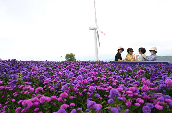 올해 열린 거창 ‘감악산 꽃별여행’ 행사에 32만 명 탐방객이 다녀갔다. 많은 인파가 몰린 감악산 일대는 행사 기간 내내 북새통을 이뤘다. 행사 기간 중 탐방객이 애스터 꽃과 풍력발전기를 배경으로 사진을 찍고 있다. /거창군