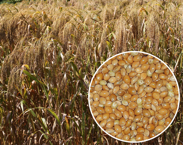 김해 대성동고분군에서 출토된 북방계 청동 솥 안 퇴석물에서 곡물 기장이 확인됐다. 사진은 현대에 수확한 기장. /국립김해박물관