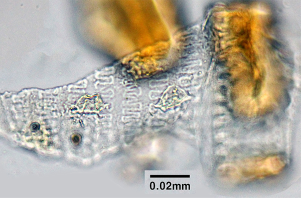 김해 대성동고분군에서 출토된 북방계 청동 솥에서 확인된 곡물 기장. /국립김해박물관