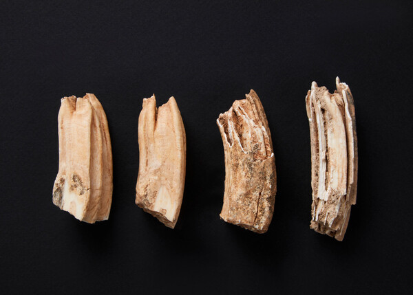 김해 대성동고분군 출토된 말의 이빨. 장례에 희생된 어린 말의 것으로 추정된다./국립김해박물관