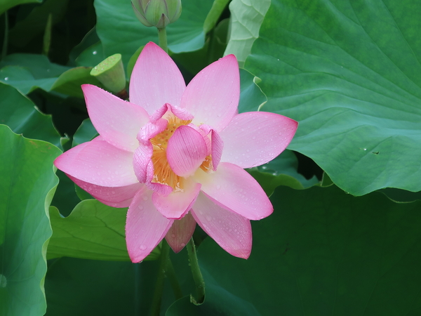 고려시대 연꽃인 아라홍련. /김석환