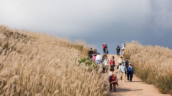 은빛 억새가 장관을 이룬 황매산 가을 풍경, 억새 축제는 끝났지만 11월 초순까지 억새가 있는 가을 정취를 만끽할 수 있다. /합천군