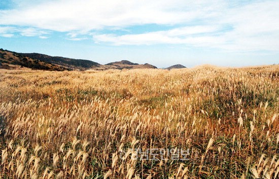 밀양 표충사가 있는 재약산 정상에 펼쳐진 사자평 억새.