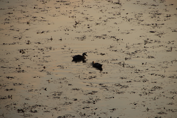청둥오리 두 마리가 주남저수지를 거닐고 있다. /백솔빈 기자