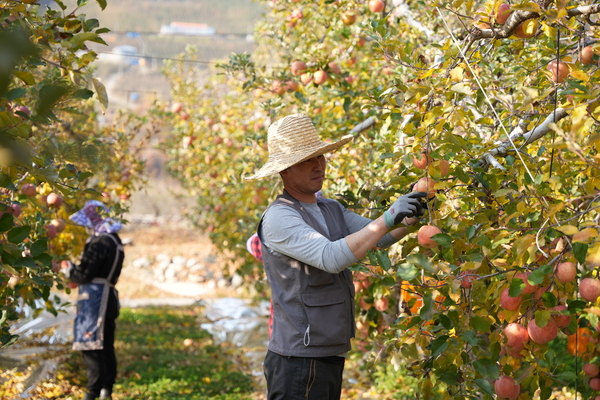 8일∼9일 밀양시 단장면 선샤인밀양테마파크와 산내면 얼음골공영주차장에서 ‘2025년 밀양대추·얼음골사과대축제’가 열린다. 얼음골사과 농가의 사과 수확 장면 /경남도민일보DB