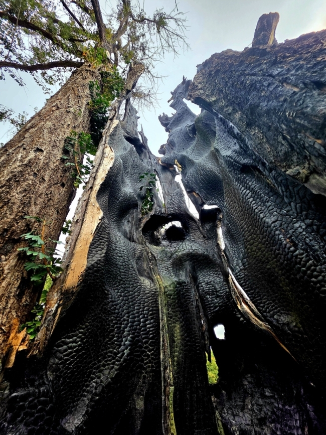 최세현 지리산초록걸음 대표가 지난달 30일에 찍은 하동군 두양리 1000살 은행나무 할머니 모습. /최세현