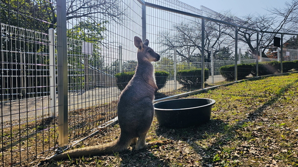 진양호동물원은 최근 초록뺨비늘무늬앵무새 10마리와 해오라기 5마리, 왈라루 1마리, 프레리독 2마리를 새롭게 들여와 10일부터 선보이고 있다. 왈라루 모습. /진주시