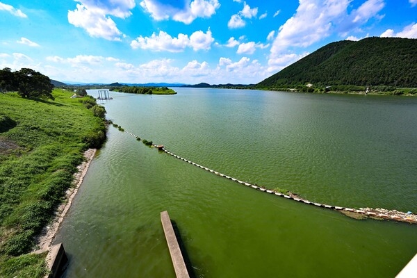 지난 8월 25일 오후 창녕함안보 상류 지점 강물이 초록색으로 변해 있다. /김구연 기자