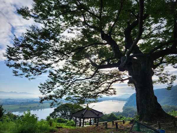 용화산 반구정 느티나무와 남강. /김석환