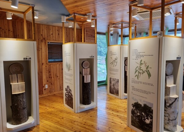 김해목재문화박물관에 전시된 나무 재질 비교.